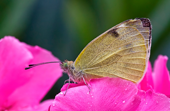 Piccola Cavolaia dopo la pioggia.
