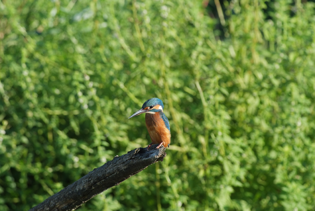 mio primo martino dimensione originale