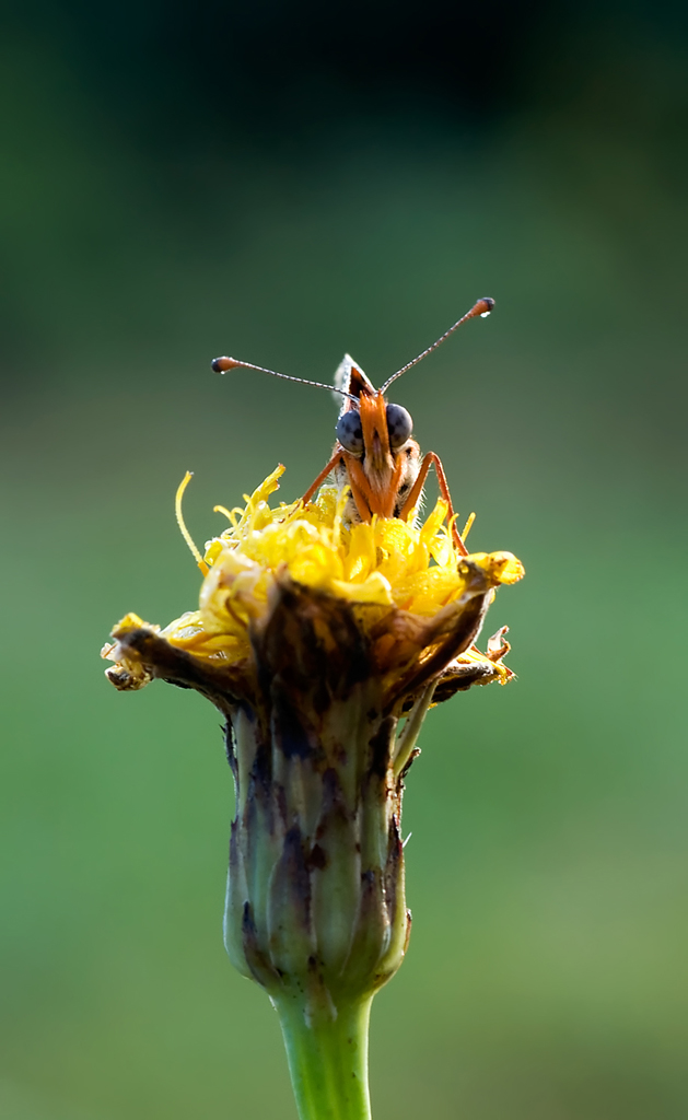 Visione frontale farfalla