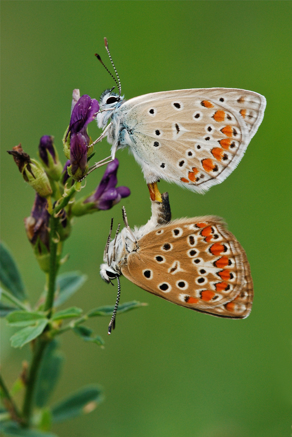 Licedini in accoppiamento2