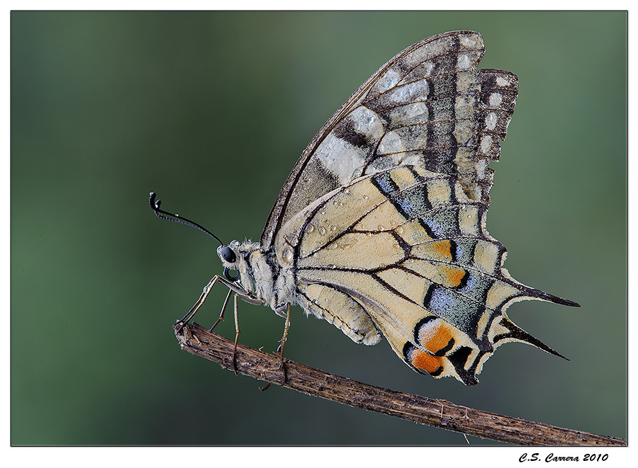 Macaone di Ferragosto