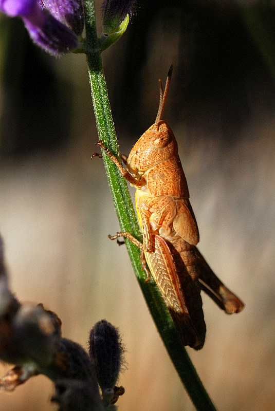 Grasshopper 2