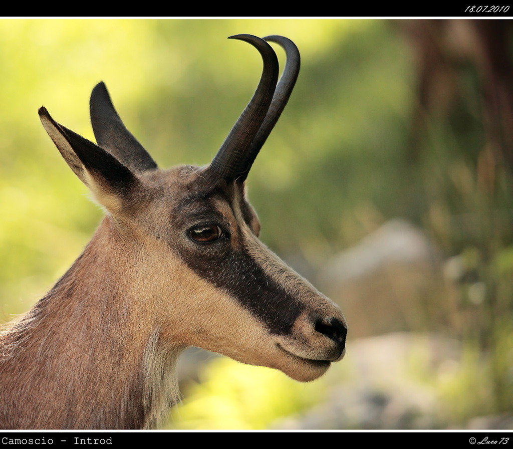 Camoscio # 9 - Ritratto