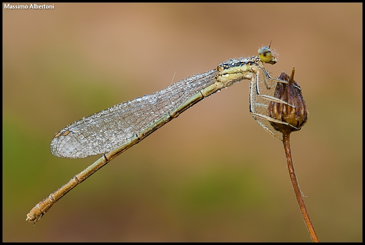 Platycnemis pennipes (femmina)
