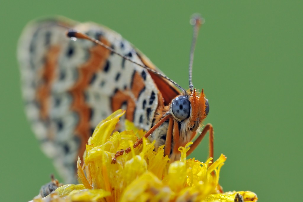Melitaea Didyma