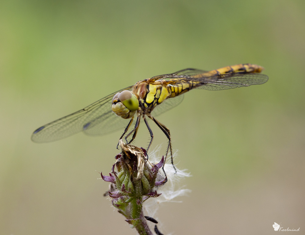 Sympetrum striolatum (femmina)