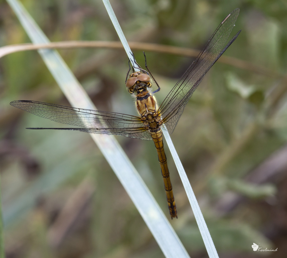Sympetrum striolatum a mano libera