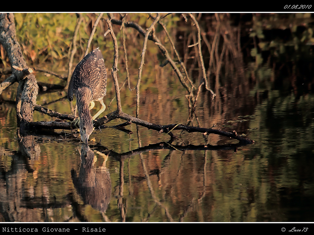 Nitticora # 5 - Giovane