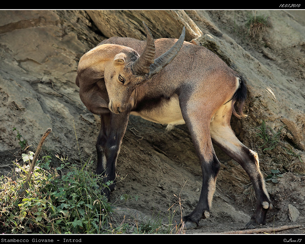 Stambecco # 2 - Giovane [Introd]