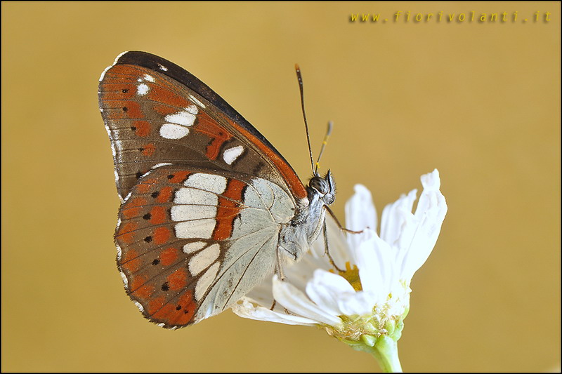limenitis
