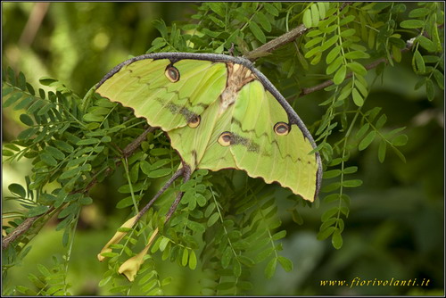 argema m. su a. karoo