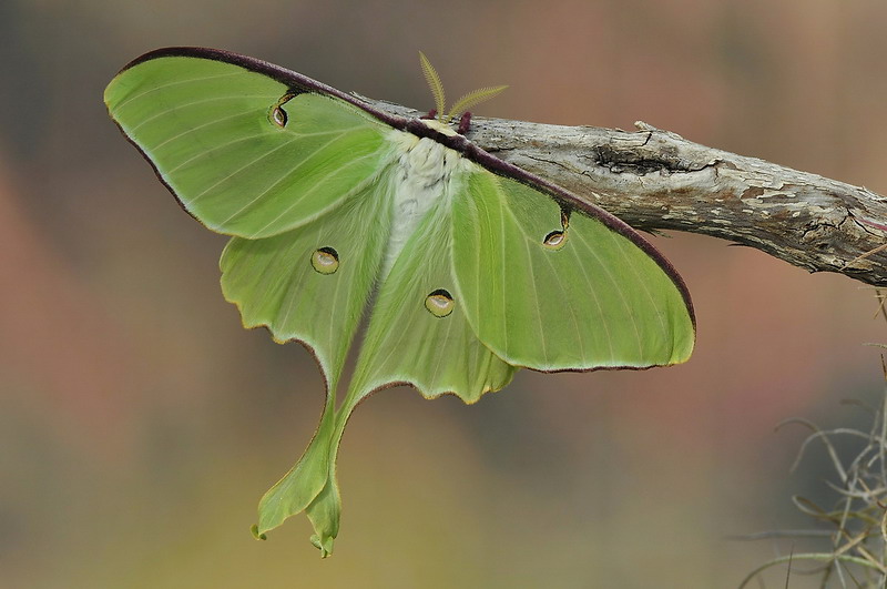actias luna