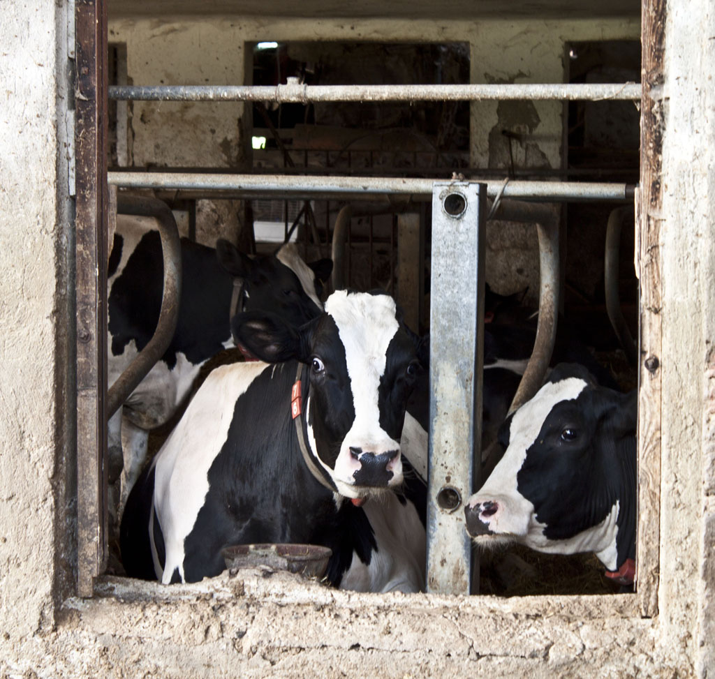 Pettegole alla finestra