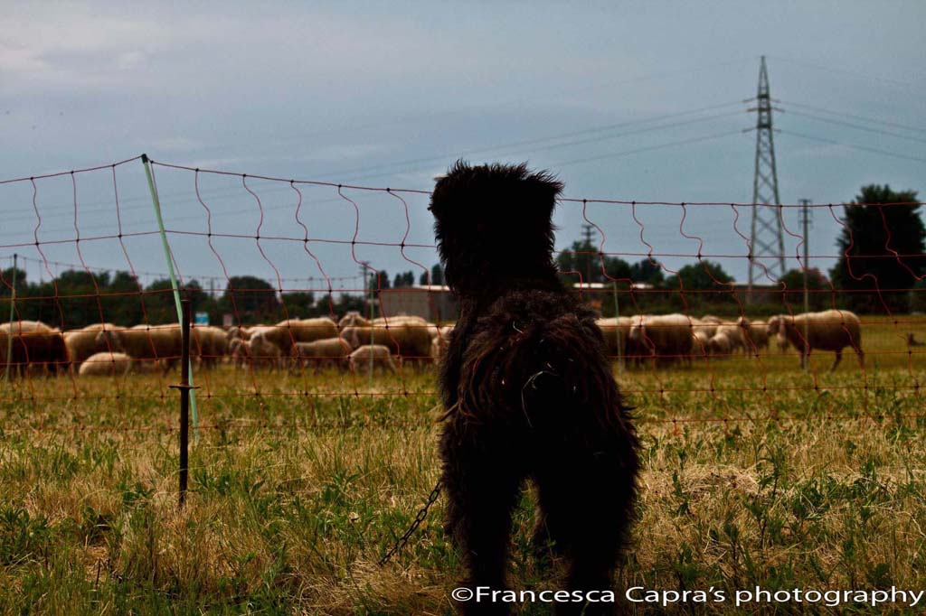 Who's minding the sheeps??