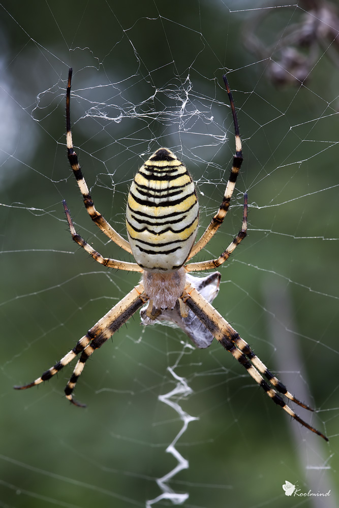 Un argiope come tanti