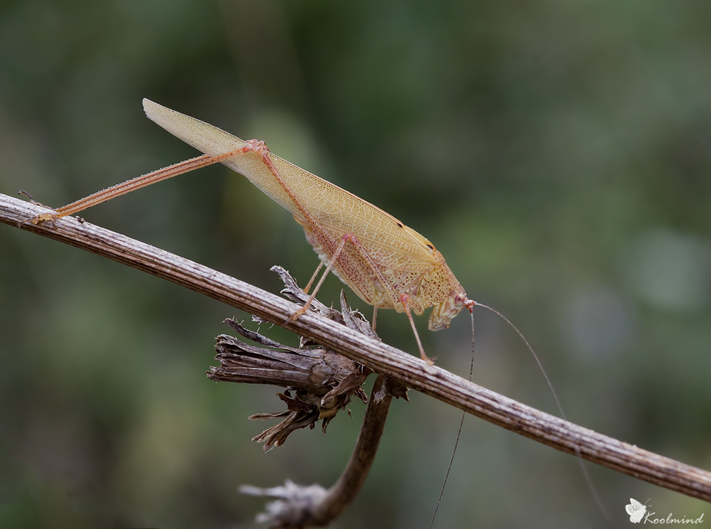 Non l'avevo nemmeno visto!