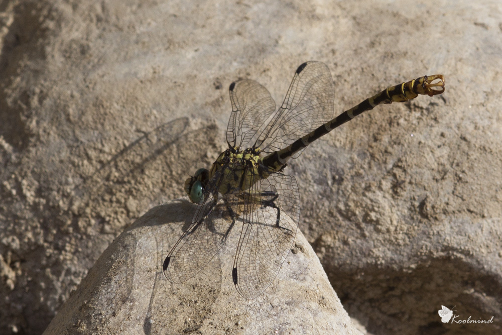 Forcipatus on the rocks