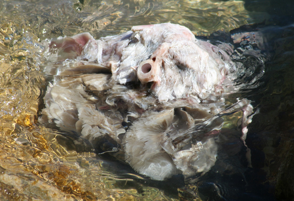 l'alieno che veniva dal mare