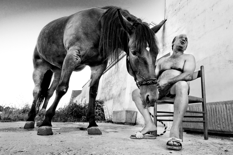 il cavallo del blaco