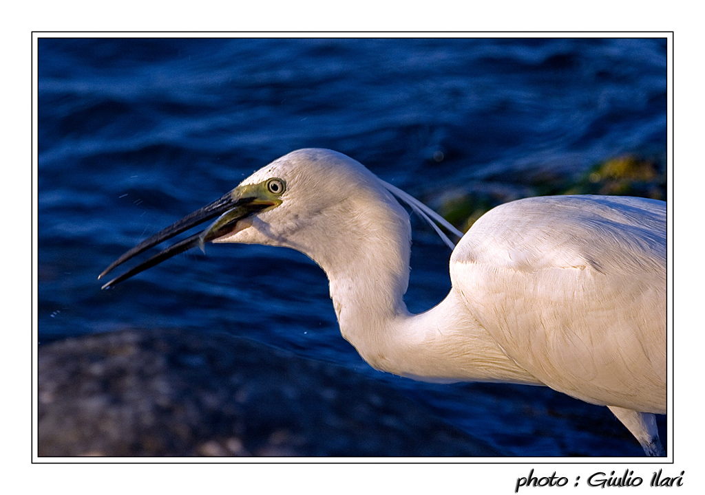 Garzetta che banchetta
