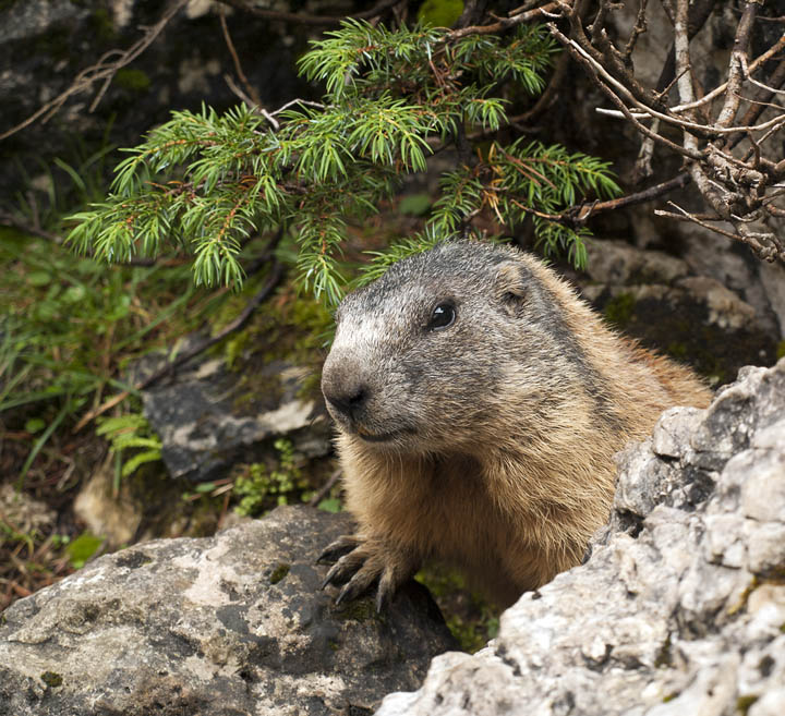 Marmotta #1 - La curiosona