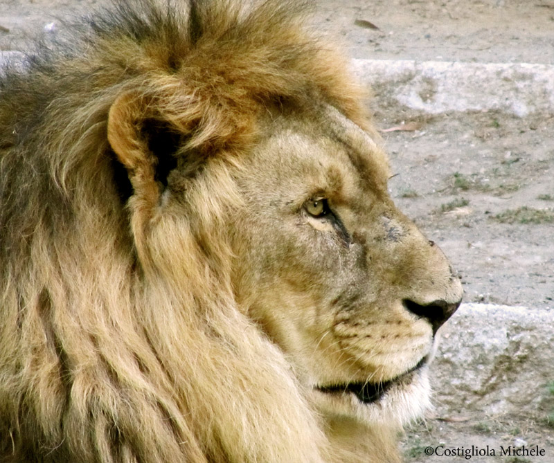 Profilo del leone
