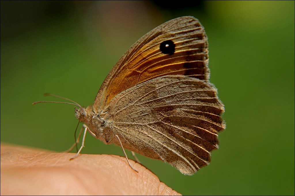 posatoio preferito...