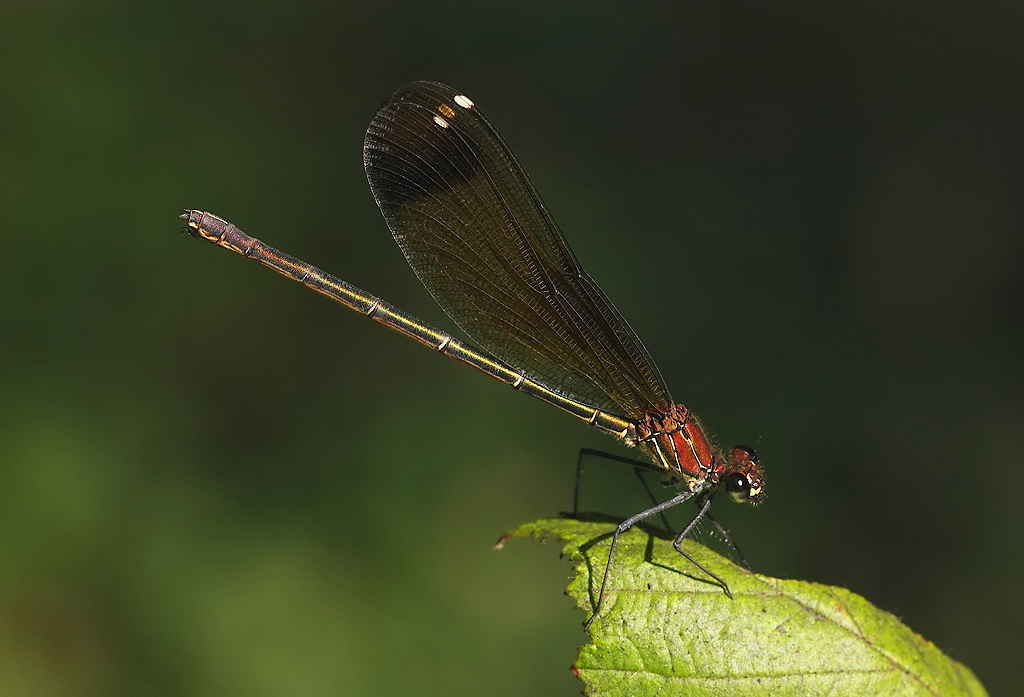 ...Sulla Foglia...!!!