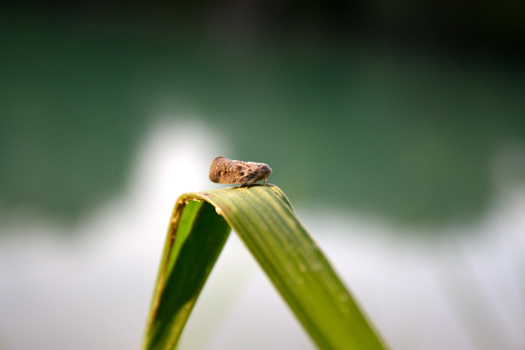 piccolina in riva al fiume