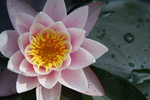 Lotus