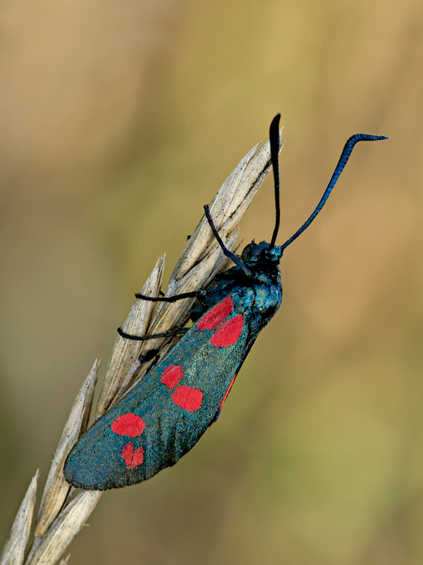 zygaena2
