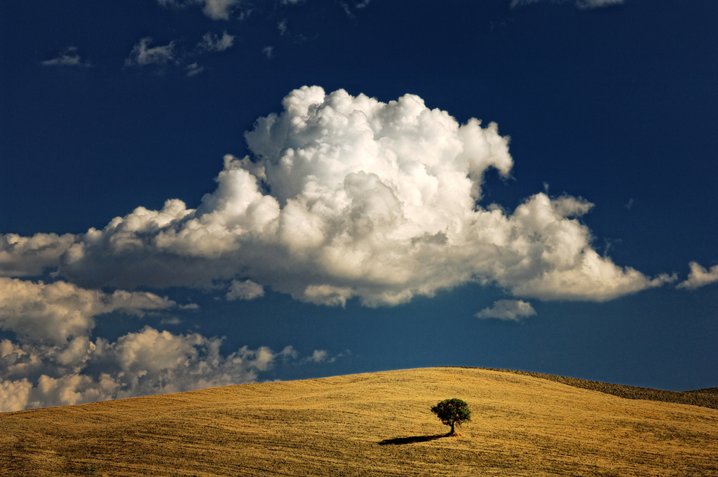 L'Albero e la Nuvola