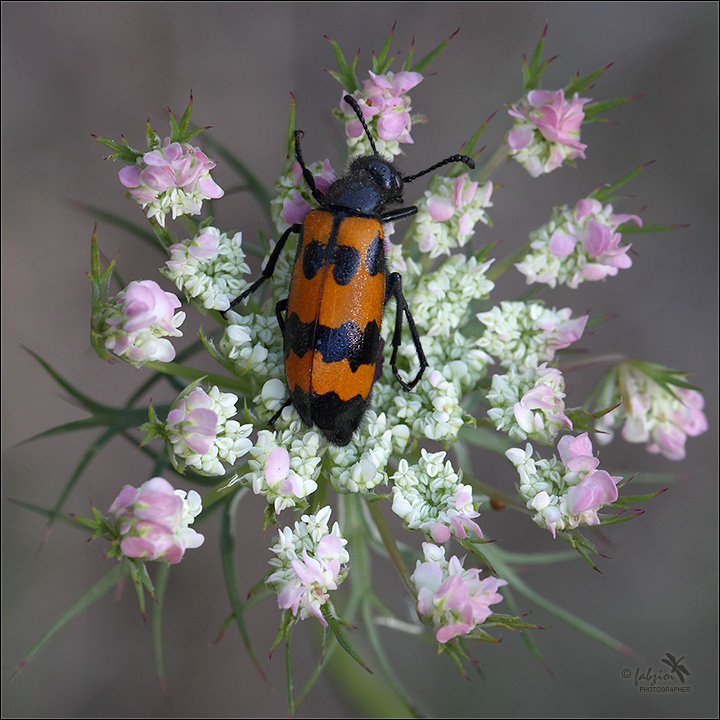 Mylabris variabilis - Composition!
