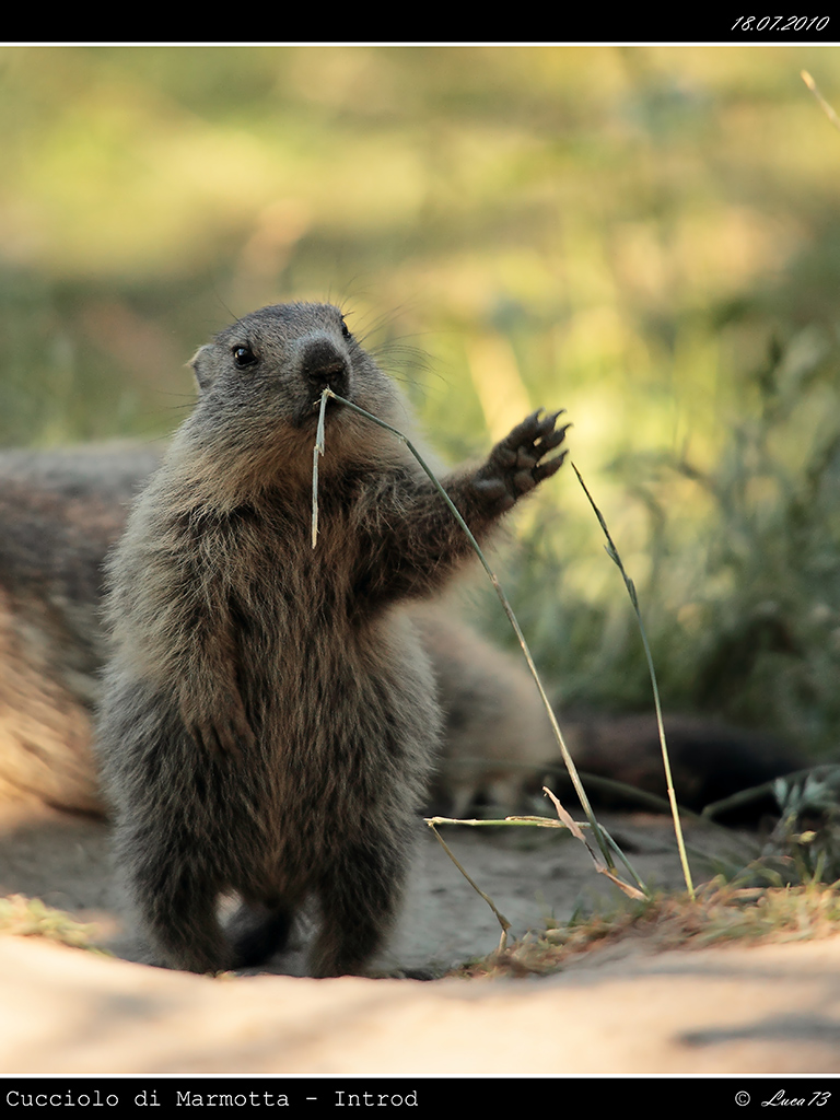 Cucciolo di Marmotta 001 - Hello World!!!