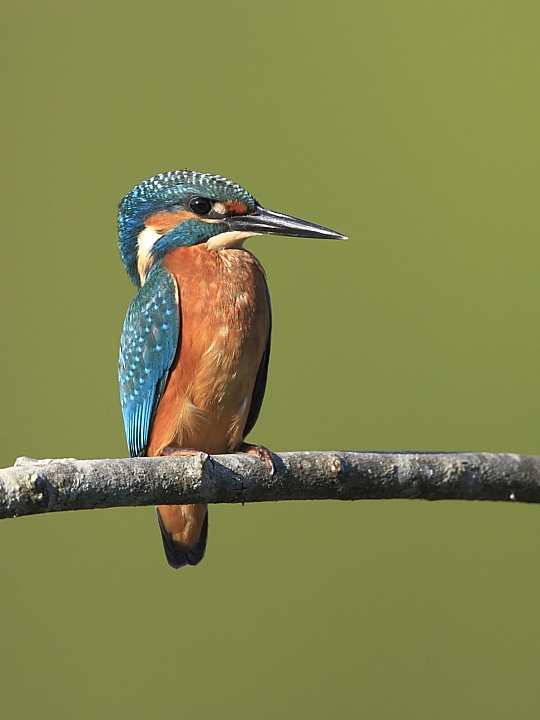 Son maschio e son fiero