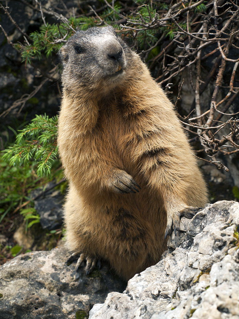Marmotta #2 - Posso fidarmi?