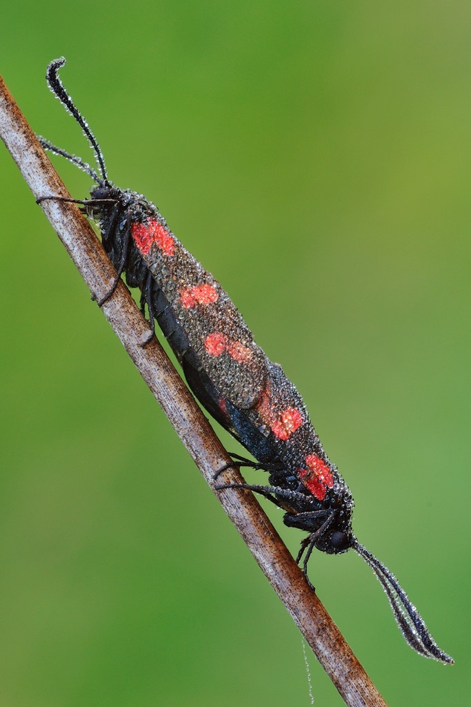 Zygaena Filipendulae