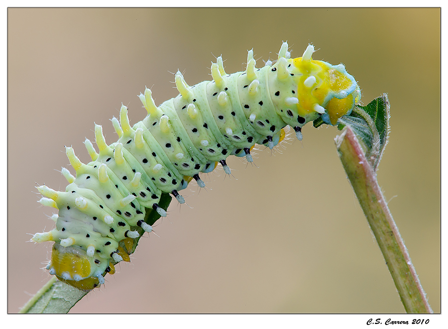Bombice dell'Ailanto