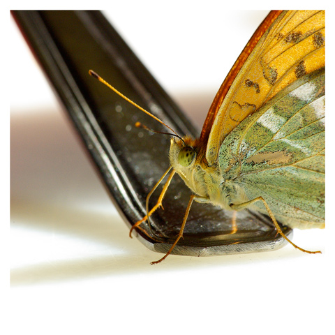 Farfallina... in cucina!