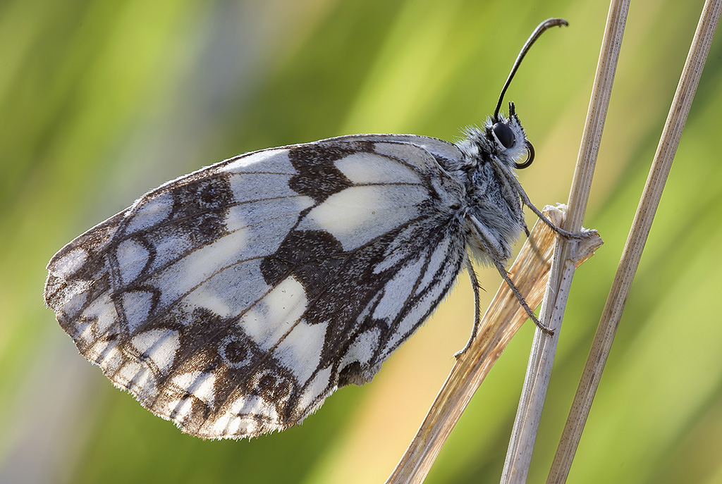 Melanargia Galathea in controluce