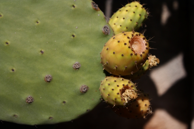 Opuntia ficus indica 2