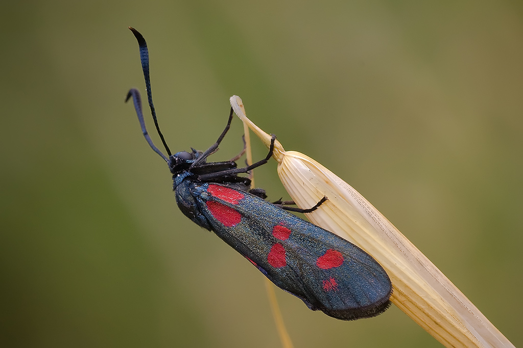 zigaene filipendulae.