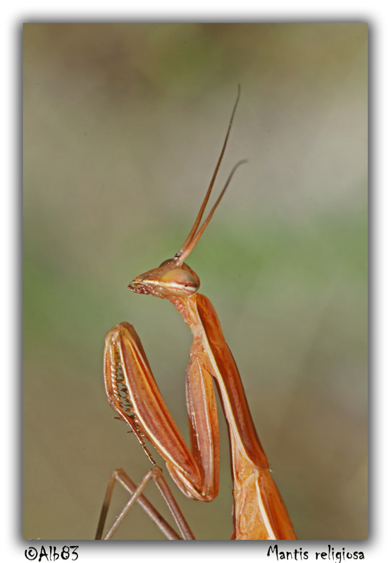 Mantide... diffidente...