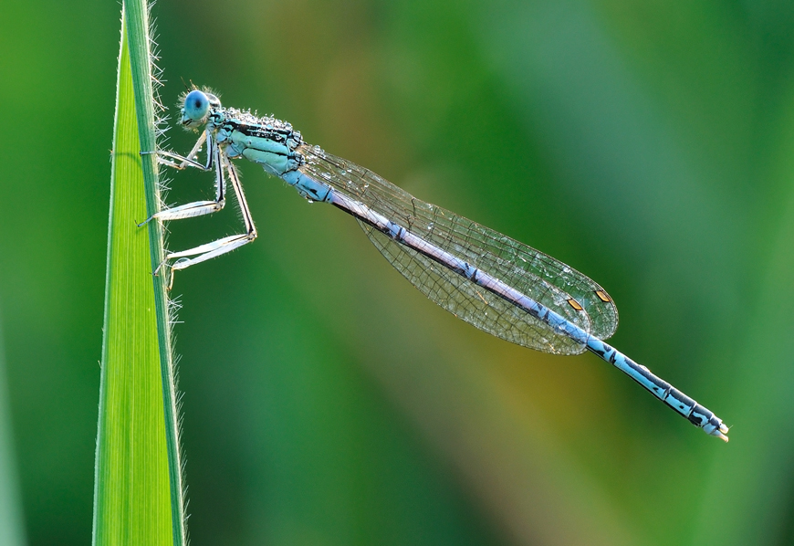 meglio tirare la tenda...