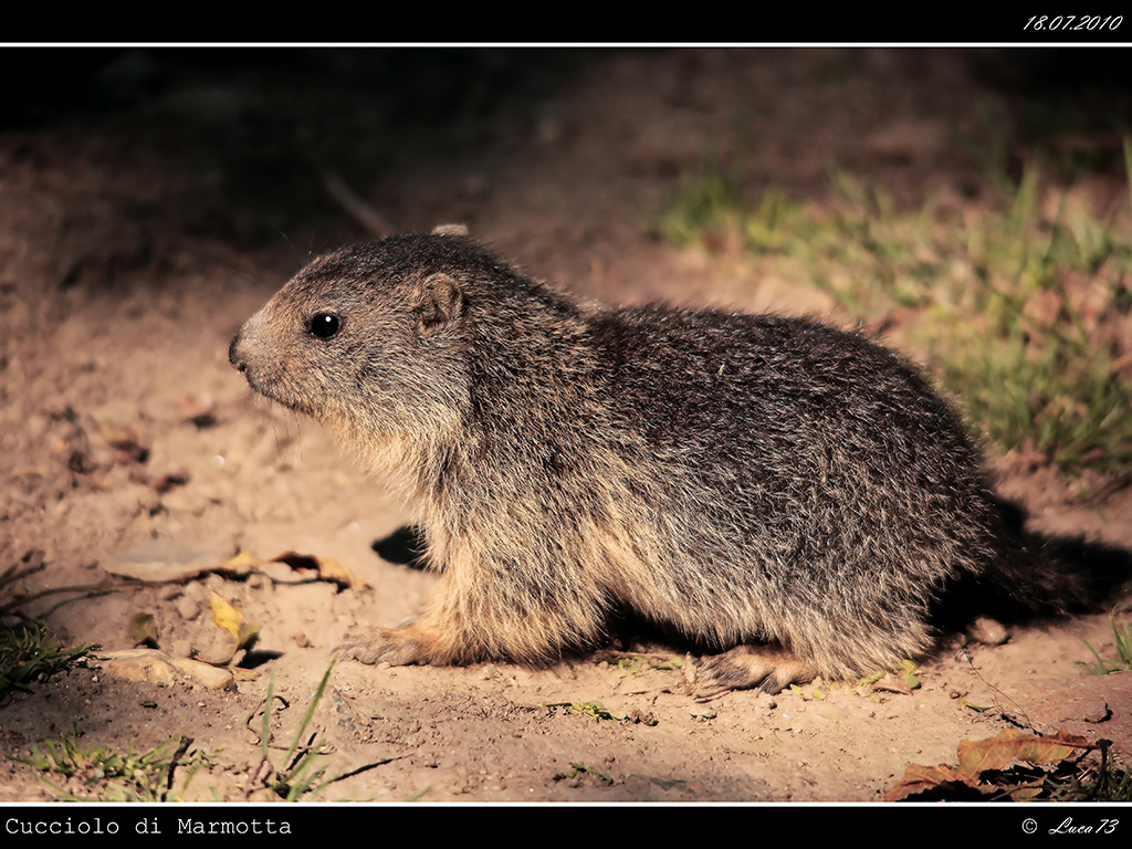 Cucciolo di Marmotta # 2