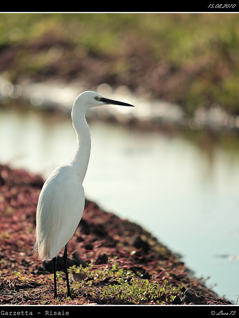 Garzetta # 15