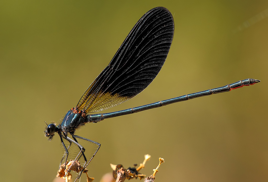 ...L'Altro Lato...!!!
