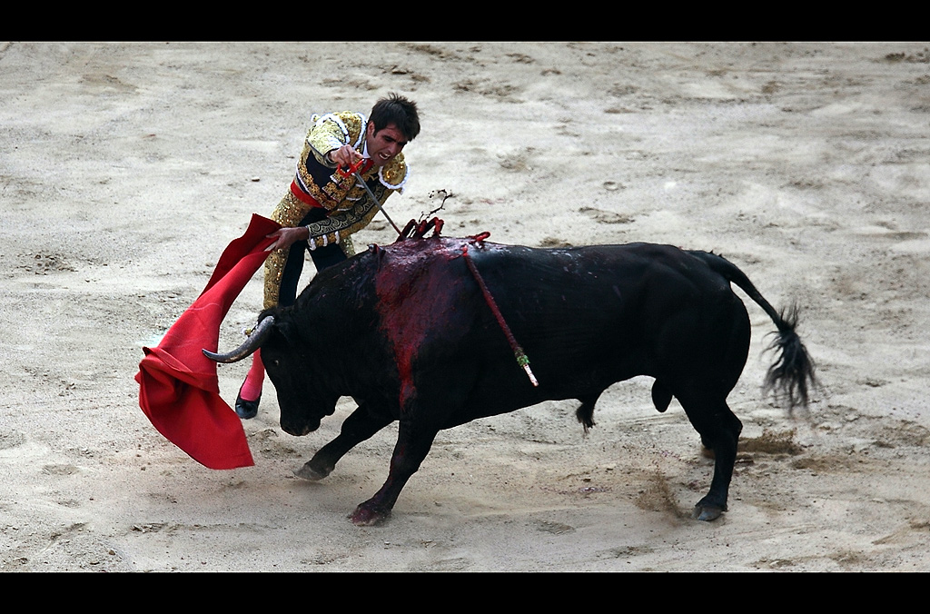 El toro y el torero