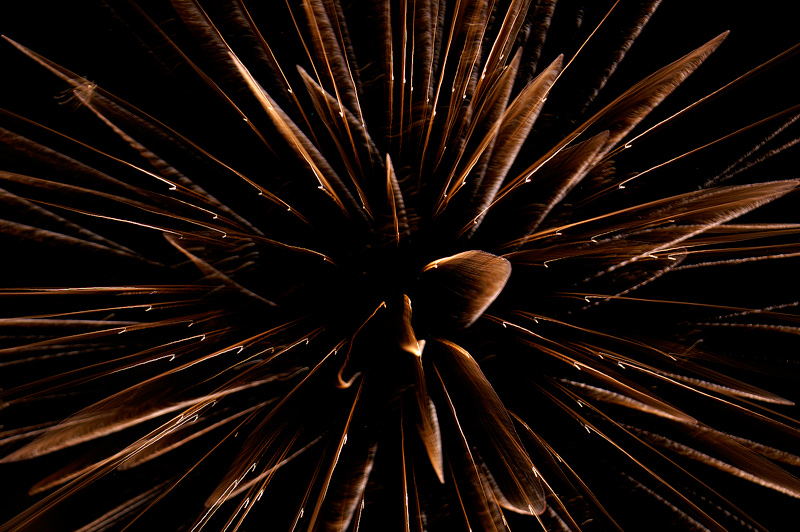 creatura della notte