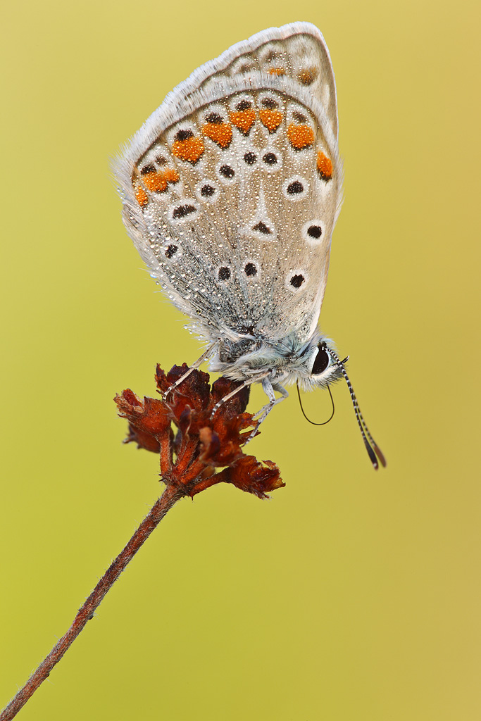 Polyommatus icarus